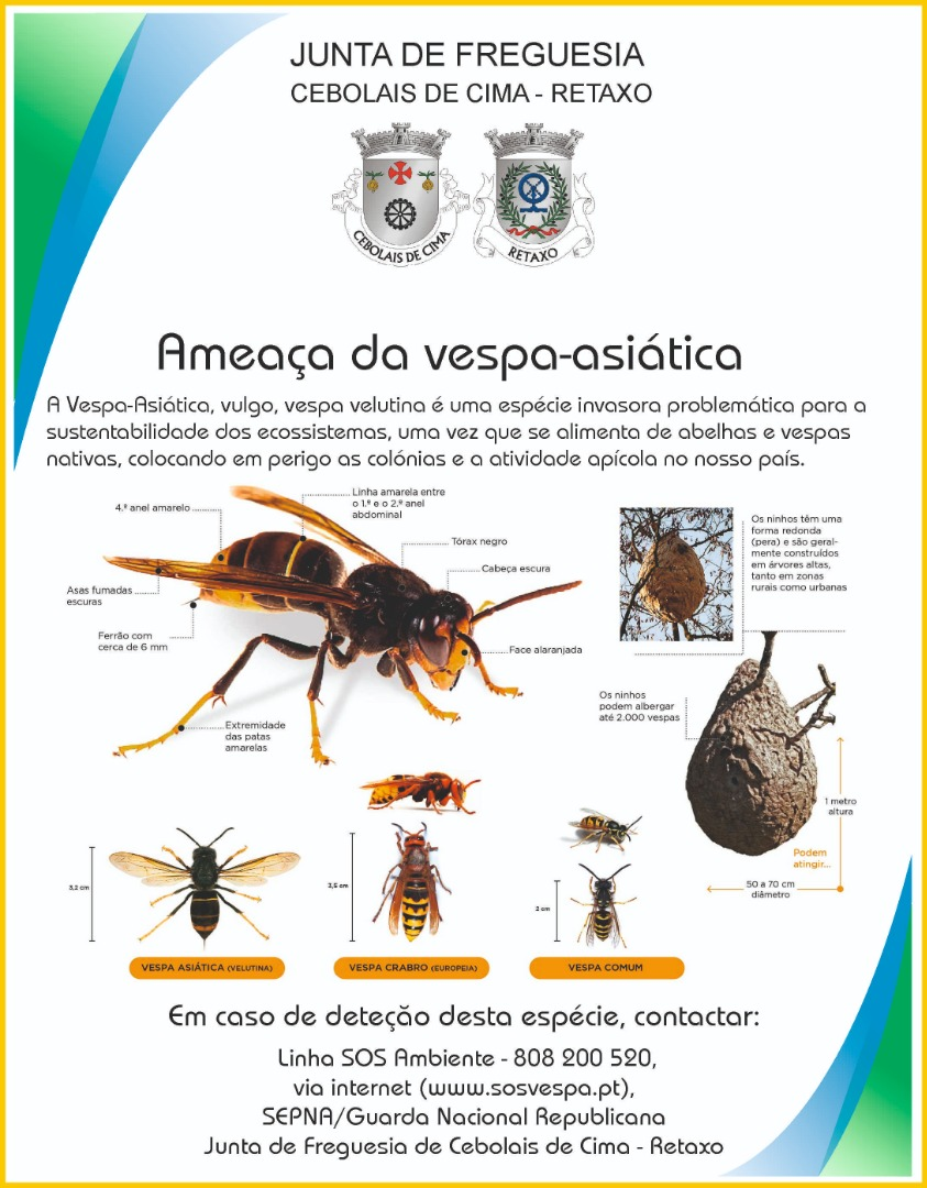 4 - Imagem  Destaques - vespa asiatica.jpg